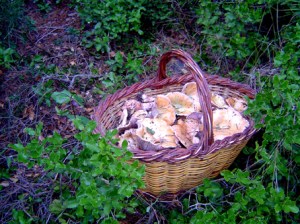 10-10arcada i bolets (19)-1